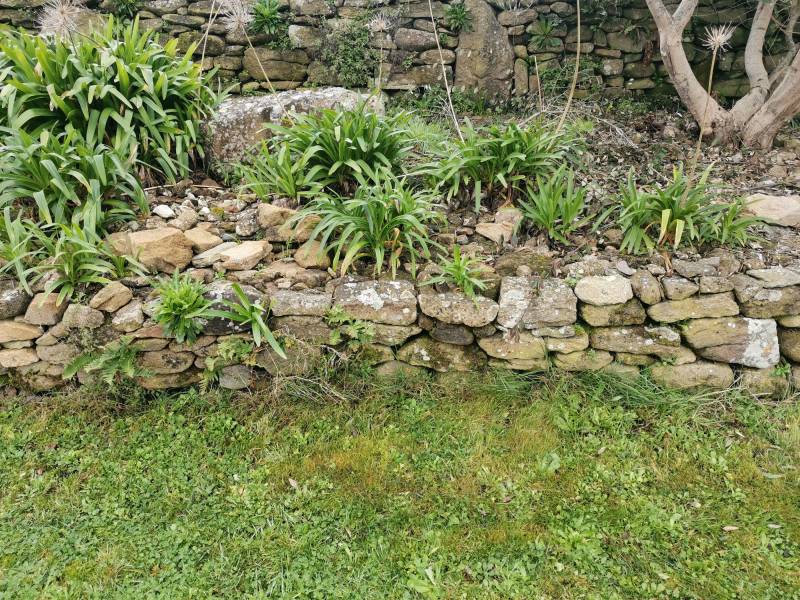 Restauration d'un mur en pierre sèche à Pleumeur-Bodou par Les Paysagistes du Trégor