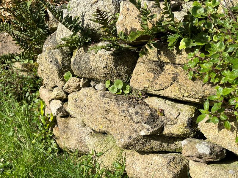 Rénovation d'un mur en pierre sèche à Pleumeur-Bodou par Les Paysagistes du Trégor
